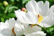 白芍来月经可以吃吗