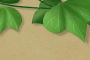 葛根茶和葛根粉哪个效果好 葛根茶可以天天喝吗
