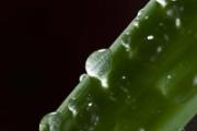 芦荟胶护肤用在哪一步 芦荟胶可以白天用来擦脸吗