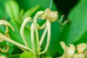 金银花和枸杞泡水喝的功效与禁忌 金银花和枸杞泡水可以长期喝吗