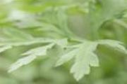 艾草对孕妇有没有影响 怀孕几个月可以吃艾叶煮鸡蛋