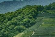 茶叶水治脚臭吗 茶叶泡脚怎么泡