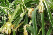 霸王花跟什么煲汤最好 霸王花煲汤的功效