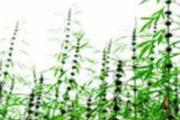 益母草有什么功效 益母草的营养