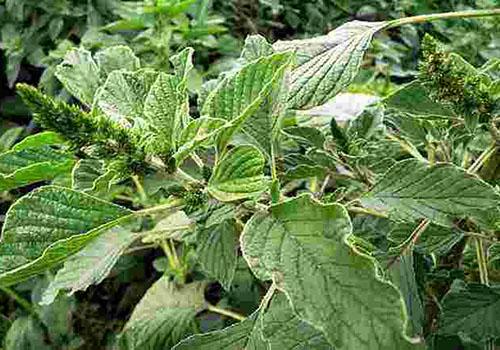 李安冉i发布的养生攻略_用户中心-乐哈健康网