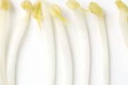 豆芽怎么保存过夜不会坏 豆芽可以放冰箱几天