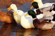 H7N9人与人传染吗 预防H7N9禽流感跟我学