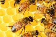 蜂蜜和龙眼可以同吃吗 蜂蜜不可以和什么同食