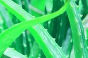 家里的芦荟可以怎么利用 新鲜芦荟涂脸一周几次
