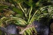 香椿吃之前用开水烫一下吗 香椿为什么要焯水