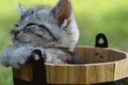 养猫的人容易得什么病 吸猫有风险，养猫需谨慎