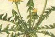 蒲公英抗癌怎么吃 蒲公英抗癌成功案例