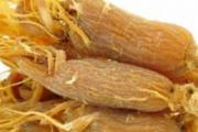 菊苣的营养价值
