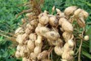花生的作用与功效 平常人的长生果