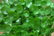 金钱草泡水喝的功效与作用 金钱草泡水能天天喝吗