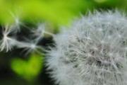 蒲公英和什么奇异泡水喝最好 泡水喝的神奇功效您知道吗