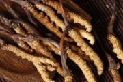 冬虫夏草过期了能吃吗 冬虫夏草怎么吃补肾