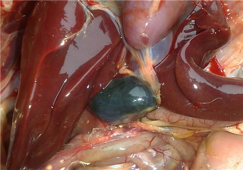 猪胆汁的功效与作用