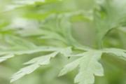 艾叶姜水洗澡的注意事项 艾叶姜水可以天天洗澡吗