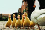 H7N9传播方式