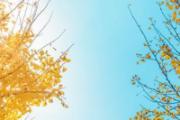 榆钱树果实可以吃吗 榆钱树果实怎么吃