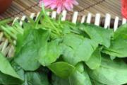 尿酸高为什么不能吃菠菜