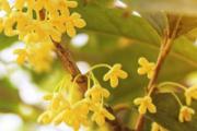 自采的桂花能泡饮吗 桂花一次泡多少合适