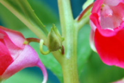凤仙花能治灰指甲吗
