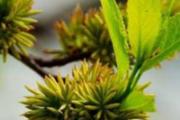 杜仲雄花的功效与作用