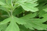 益母草调经怎么吃 益母草调经的四则方法