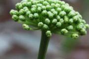 三七花什么人不能喝 吃三七花的注意事项