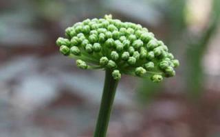 三七花的药用价值 三七花的功效与作用