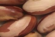 菠萝蜜核可以和鸡肉一起炖吗 菠萝蜜核不能和什么东西一起吃
