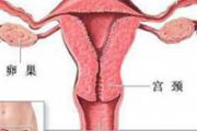 女人一生到底会排多少卵子