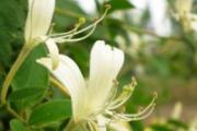 甲状腺结节金银花疗效 怎么样？要怎么服用？