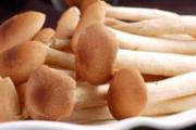 吃茶树菇怎么会过敏