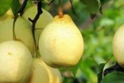 吃梨有什么好处