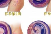 怀孕二个月胎儿图