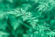 艾草燃烧的烟有毒吗 艾草燃烧的烟有什么危害