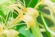 金银花洗脸的功效 金银花洗脸的正确方法