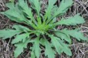 野菜有哪些