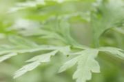艾叶洗头的好处 艾叶煮水洗头能白发变黑发吗