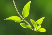 了解三种草本植物的止痒奇效