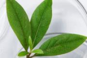 白醋泡脚会骨质疏松吗 白醋天天泡脚好吗