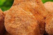 猴头菌怎么吃 猴头菌饭前还是饭后吃