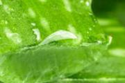 芦荟胶加维e敷脸上有什么作用 芦荟胶加维e敷脸上可以天天敷吗