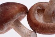 如何提高免疫力 5种食物吃了吗
