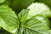 栀子花可以和薄荷泡水喝吗 薄荷栀子花泡茶有什么功效
