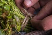 冻好的香椿怎么化冻 冻的香椿怎么吃