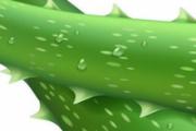 芦荟水可以当爽肤水用吗 芦荟水用了脸刺痛怎么回事